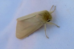 Leucanopsis perdentata