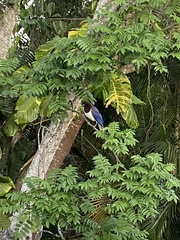 Cyanocorax cristatellus