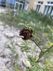 Desmanthus illinoensis