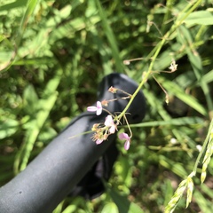 Desmodium