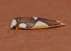 Heterotropa fastosa