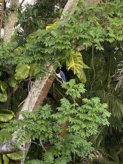 Cyanocorax cristatellus