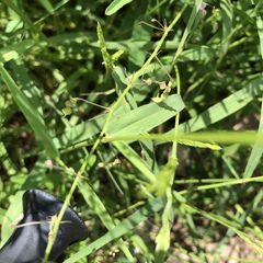 Desmodium