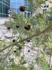 Desmanthus illinoensis