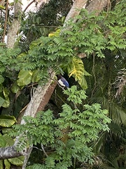 Cyanocorax cristatellus