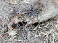 Sorex minutus