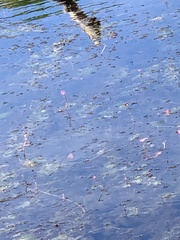 Utricularia purpurea