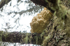 Hericium alpestre