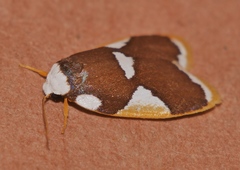 Heterotropa fastosa