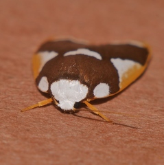 Heterotropa fastosa