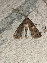 Agrotis