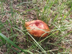 Boletus subvelutipes