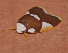 Heterotropa fastosa