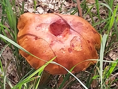 Boletus subvelutipes