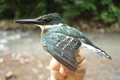 Chloroceryle americana