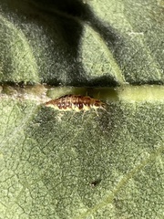 Chrysoperla rufilabris