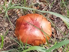 Boletus subvelutipes