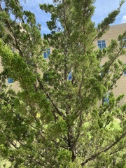 Juniperus ashei