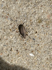 Naupactus
