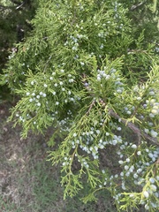 Juniperus virginiana