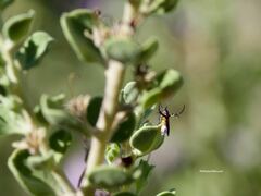 Aetole unipunctella