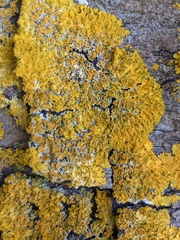 Xanthoria parietina