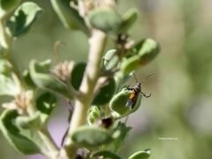 Aetole unipunctella