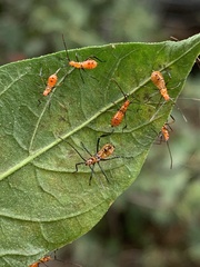 Leptoglossus oppositus