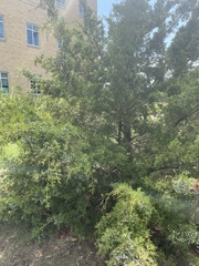 Juniperus virginiana