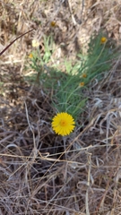 Leucochrysum albicans