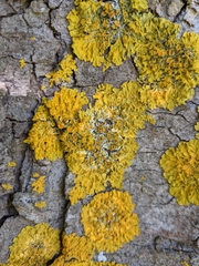 Xanthoria parietina