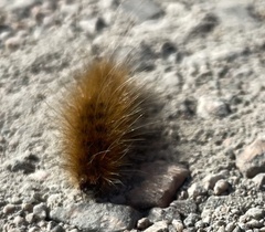 Phragmatobia fuliginosa
