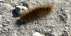 Phragmatobia fuliginosa