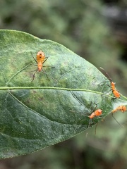 Leptoglossus oppositus