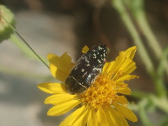 Acmaeodera rubronotata