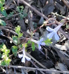 Lobelia neglecta