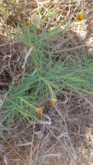 Leucochrysum albicans