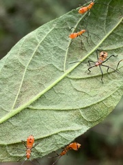 Leptoglossus oppositus