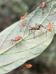 Leptoglossus oppositus