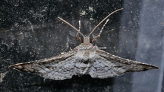 Hypolamprus melilialis