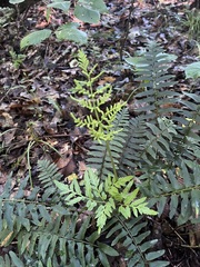 Sceptridium dissectum