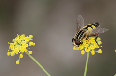 Helophilus trivittatus