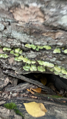 Xylobolus frustulatus