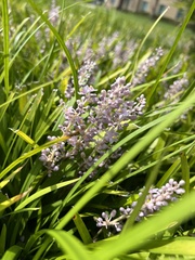 Liriope