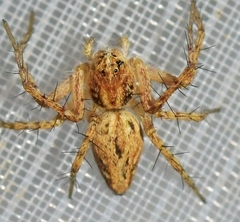 Oxyopes heterophthalmus