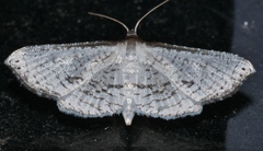 Hypolamprus melilialis