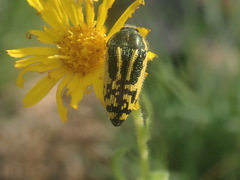 Acmaeodera amplicollis