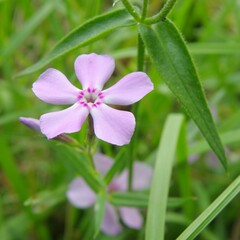 Phlox