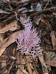 Ramariopsis pulchella