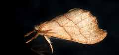 Falcaria lacertinaria